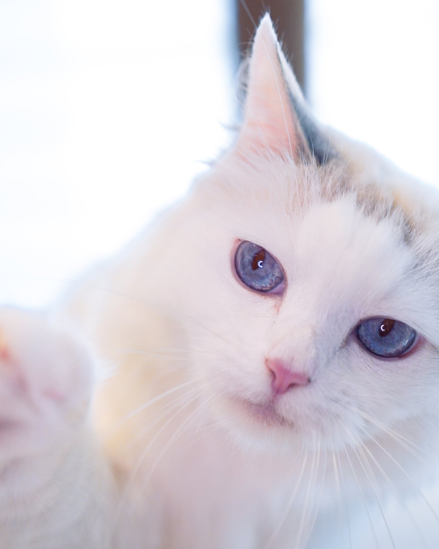 🏠 Home Pet Photography Session – Capture Your Pet’s Best Angles in Comfort!- $88/hr