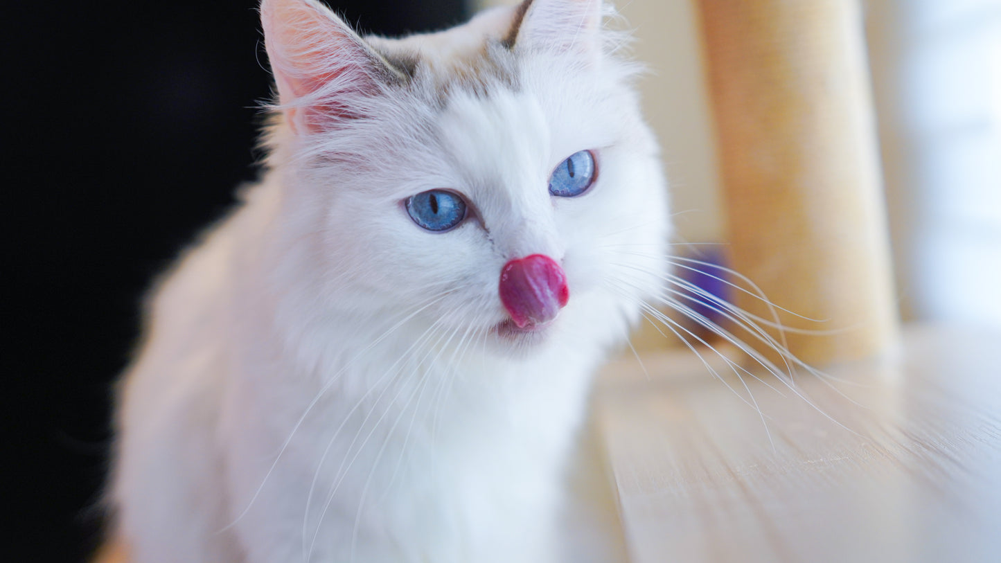 🏠 Home Pet Photography Session – Capture Your Pet’s Best Angles in Comfort!- $88/hr