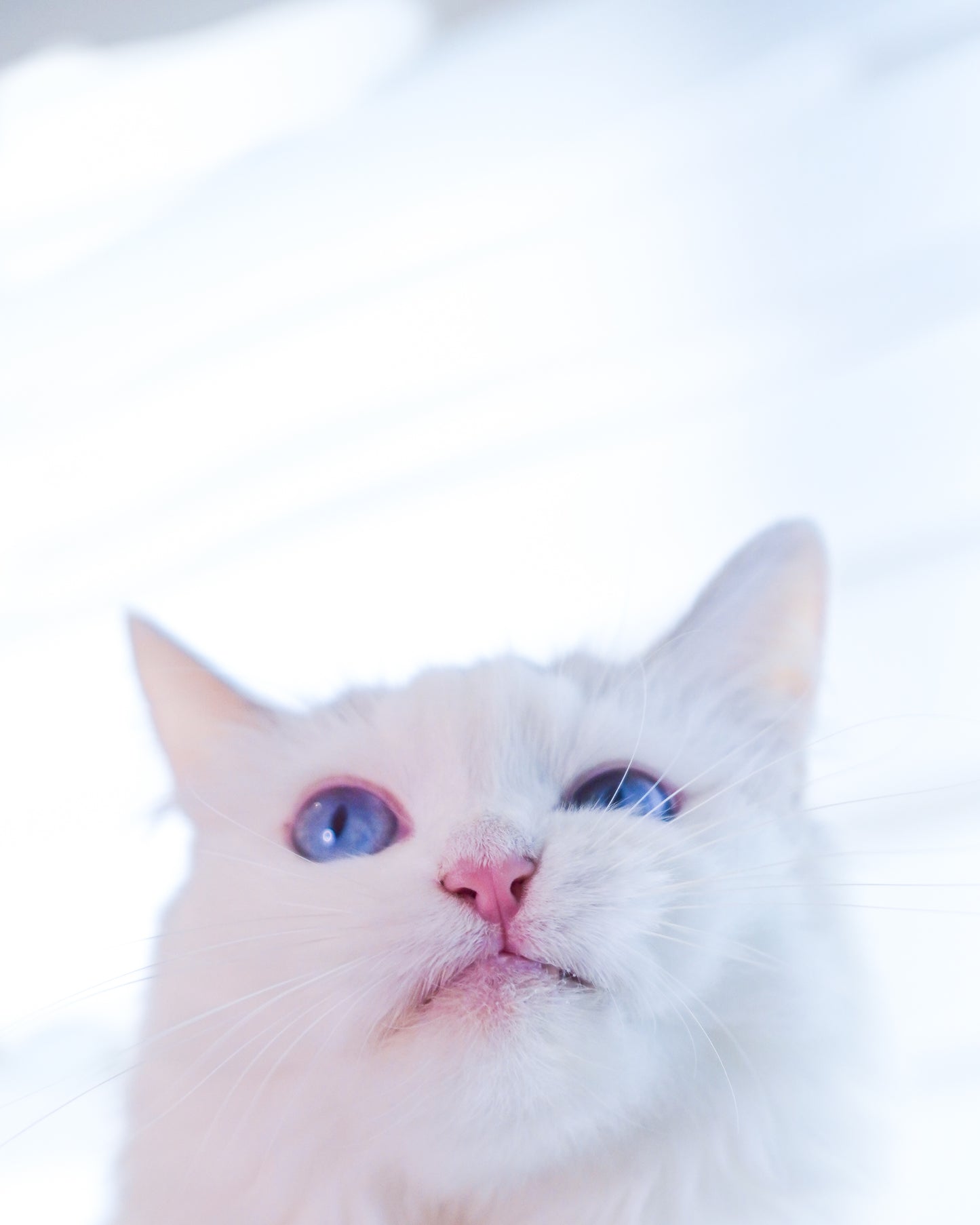 🏠 Home Pet Photography Session – Capture Your Pet’s Best Angles in Comfort!- $88/hr