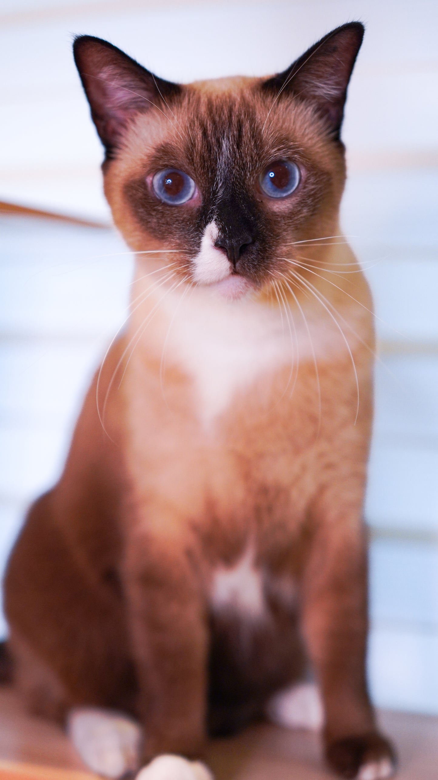🏠 Home Pet Photography Session – Capture Your Pet’s Best Angles in Comfort!- $88/hr