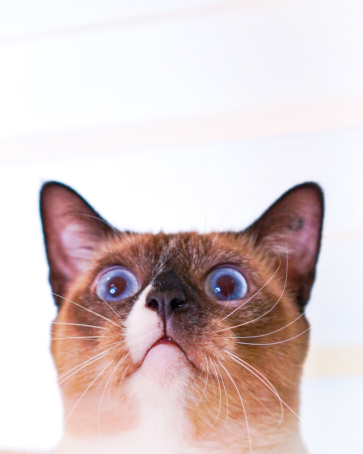 🏠 Home Pet Photography Session – Capture Your Pet’s Best Angles in Comfort!- $88/hr