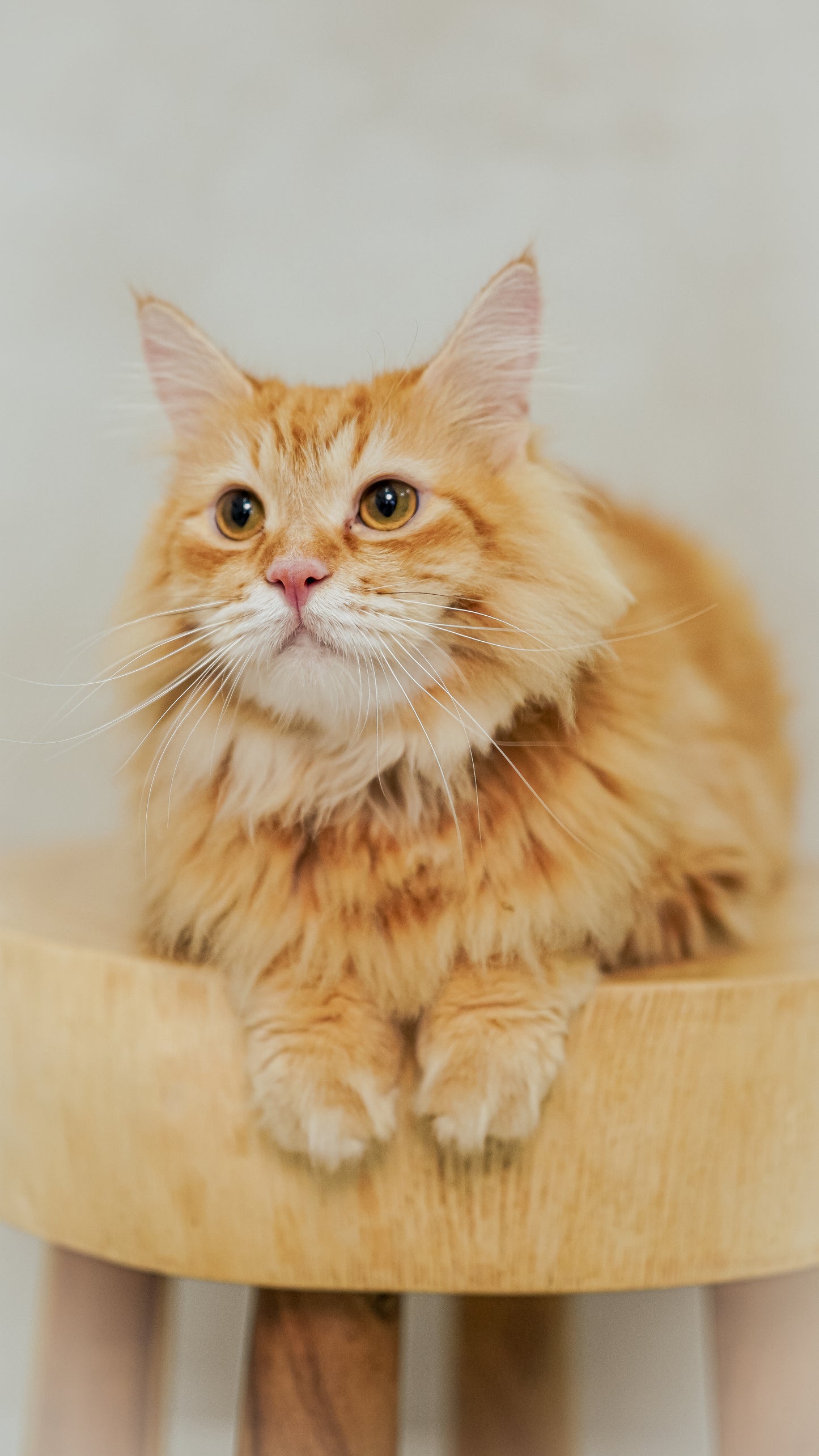 🐾 2-Hour Studio Pet Photography Session – $250 for 1 Pet