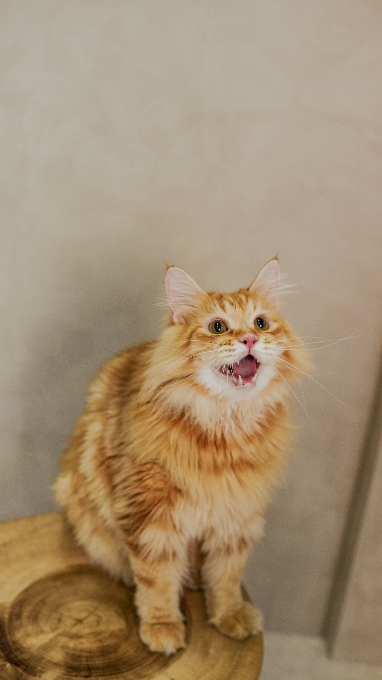 🐾 2-Hour Studio Pet Photography Session – $250 for 1 Pet