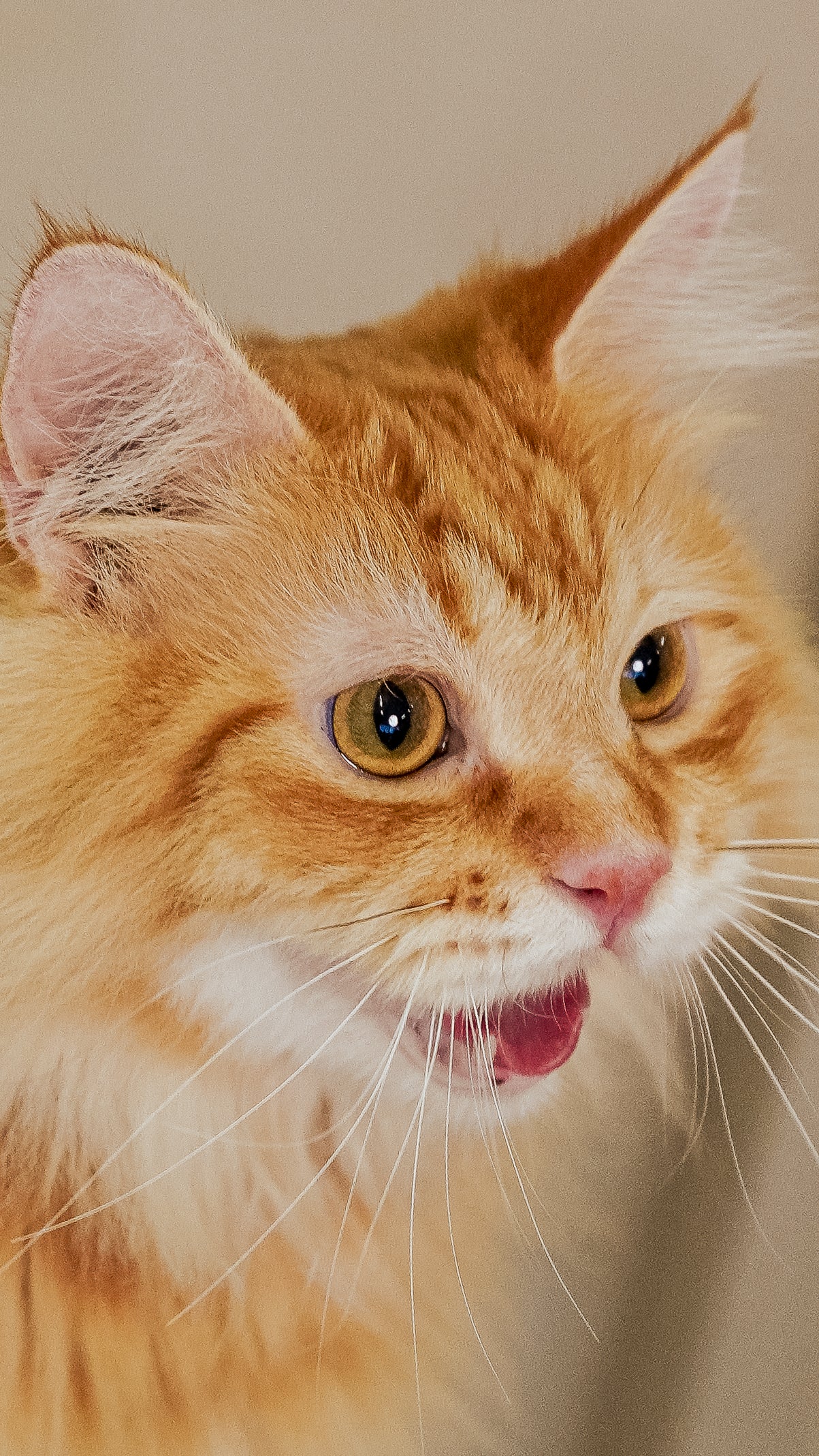 🐾 2-Hour Studio Pet Photography Session – $250 for 1 Pet