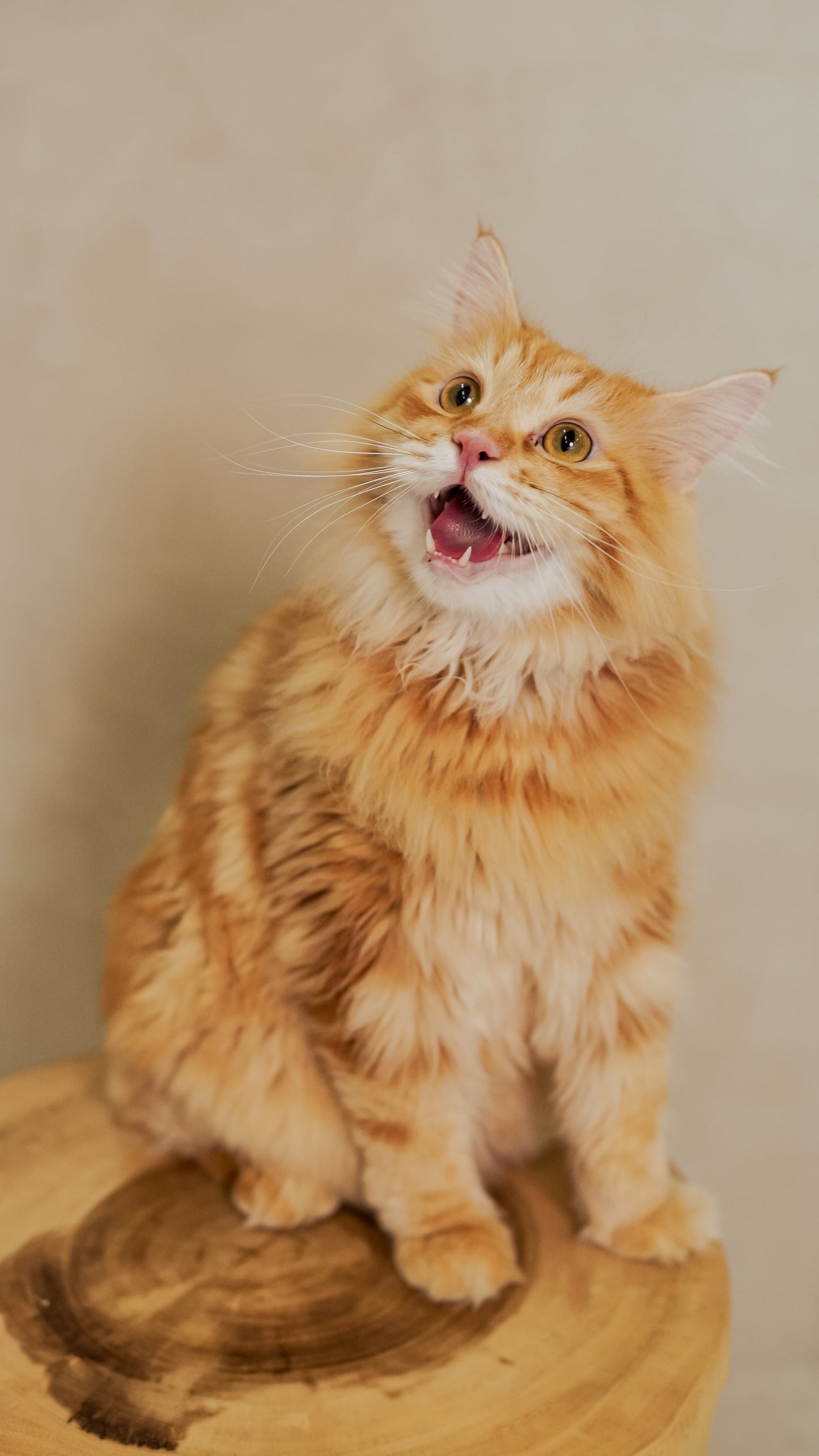🐾 2-Hour Studio Pet Photography Session – $250 for 1 Pet