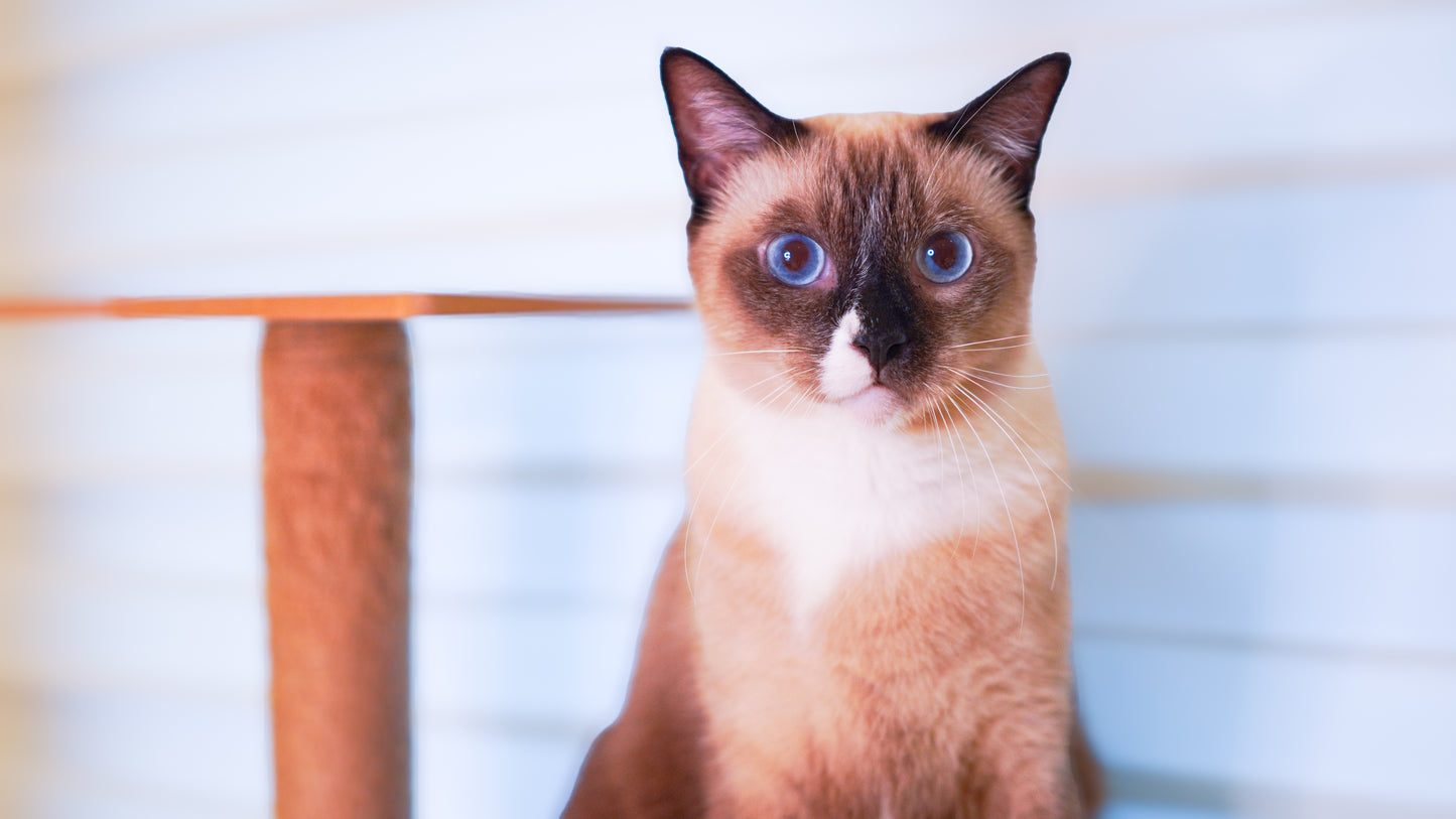 🏠 Home Pet Photography Session – Capture Your Pet’s Best Angles in Comfort!- $88/hr
