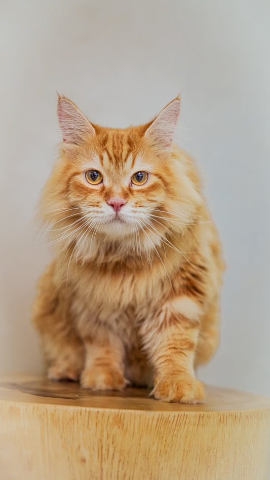 🐾 2-Hour Studio Pet Photography Session – $250 for 1 Pet